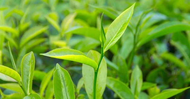 Conheça o Tea Tree e seus poderes em tratamentos de pele